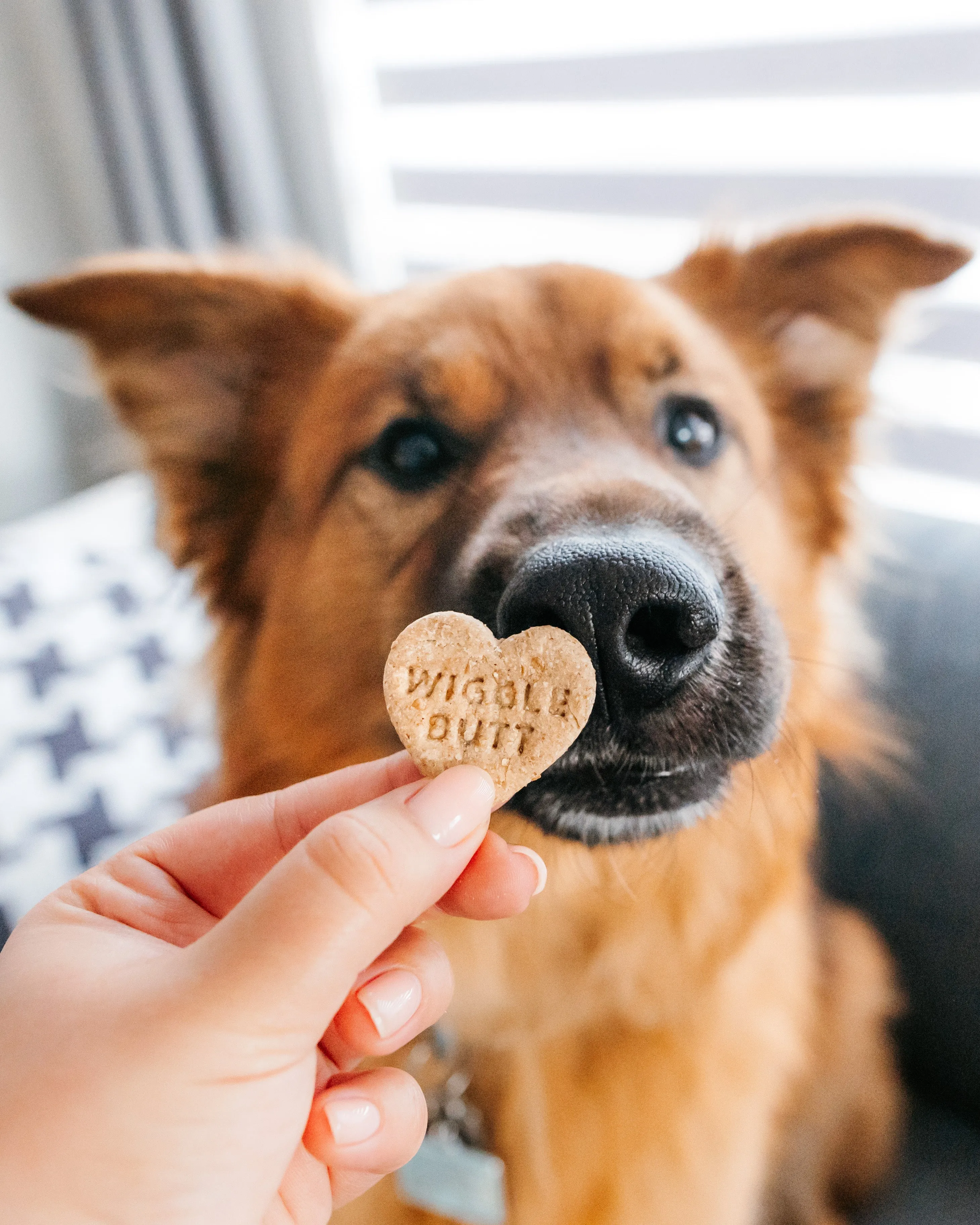 Conversation Heart Shaped Cookie Cutter (CREATE YOUR OWN BUNDLE of 5- PLUS FREE Mini Heart Cookie Cutter)