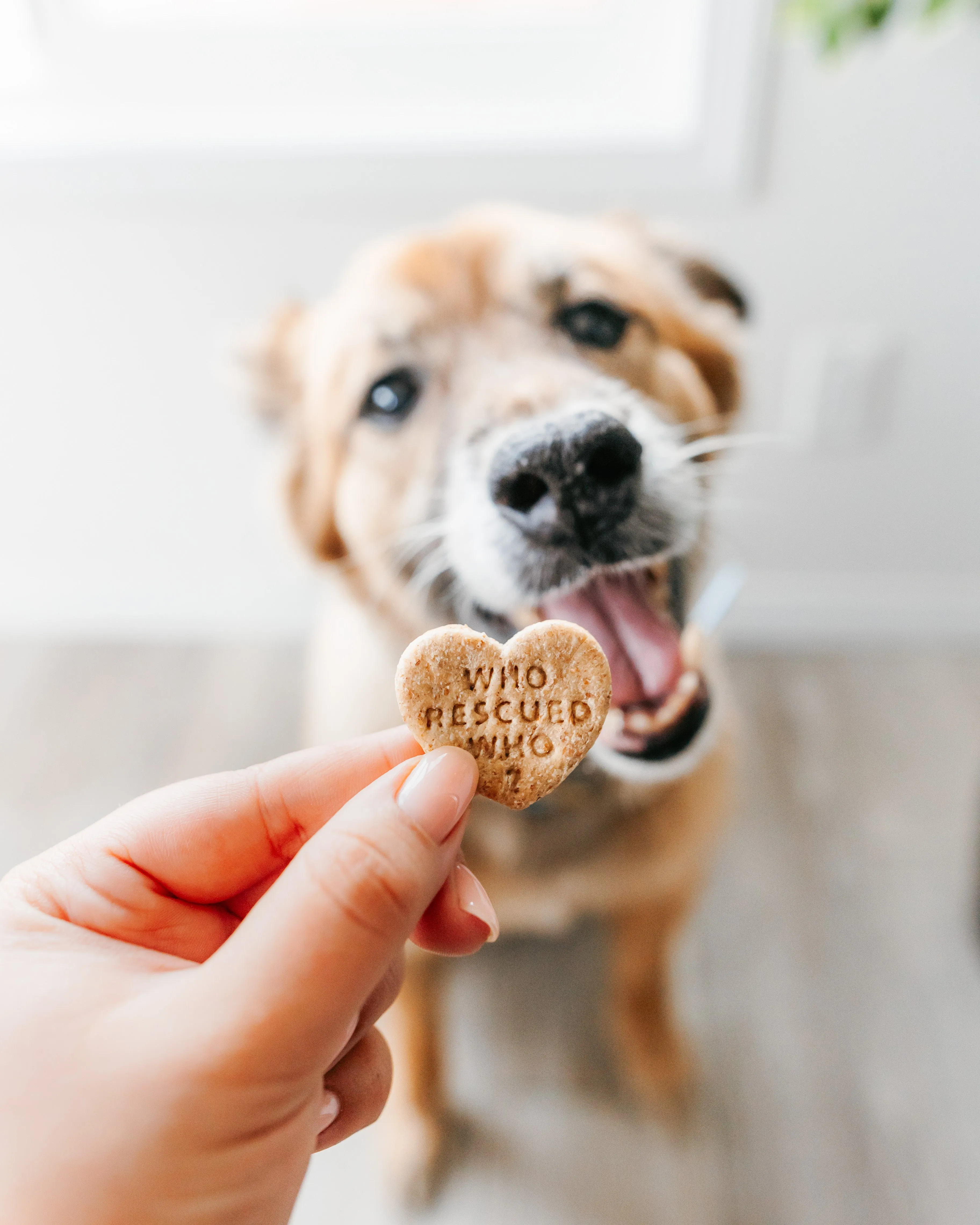 Conversation Heart Shaped Cookie Cutter (CREATE YOUR OWN BUNDLE of 5- PLUS FREE Mini Heart Cookie Cutter)
