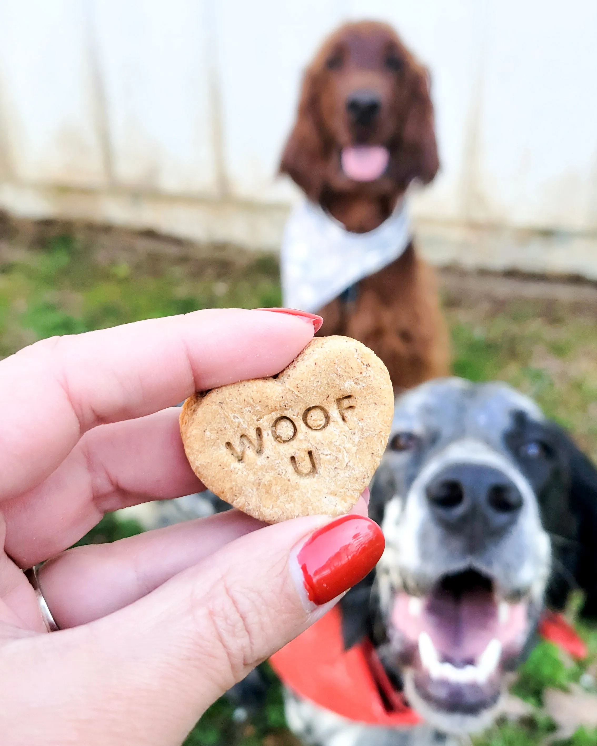 Conversation Heart Shaped Cookie Cutter (CREATE YOUR OWN BUNDLE of 5- PLUS FREE Mini Heart Cookie Cutter)