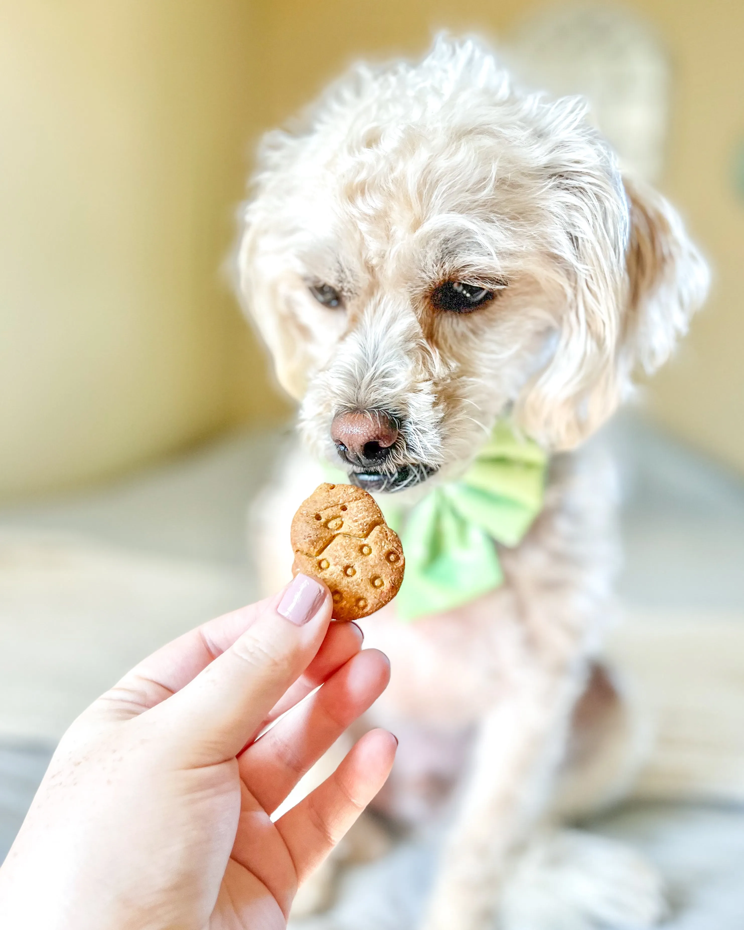 Easter Chick Dog Biscuit Cookie Cutter